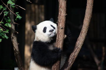 giant panda cub in a tree in sichuan china