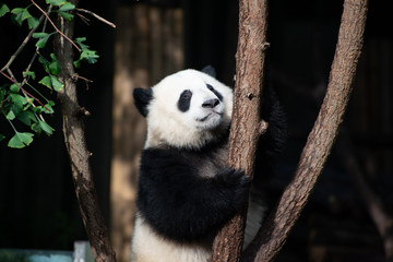 Fototapeta premium giant panda cub in a tree in sichuan china