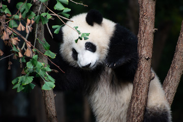 giant panda baby playing in a tree