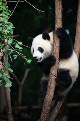 giant panda baby playing in a tree