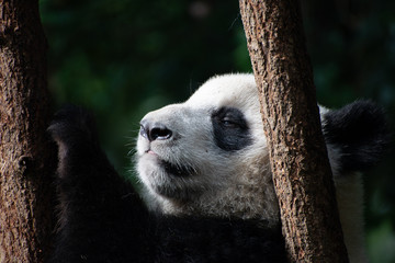 giant panda baby playing in a tree © Wandering Bear