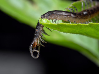 Macro Photo of Little Centipede on Green Leaf