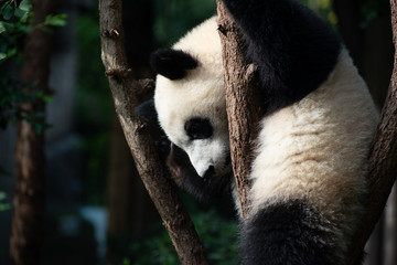 Obraz premium giant panda baby playing in a tree
