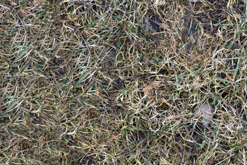 background - spring young grass grows on top of last year's grass