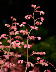 Stalk of pink Heuchera Coral Bells flowers in a sunny garden against a shade background