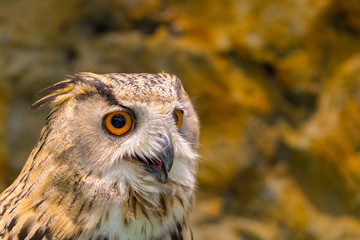 Close up of face lovely owl with big eye