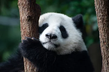 Fototapeten Baby-Riesenpanda-Porträt in einem Baum © Wandering Bear