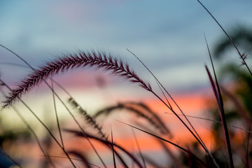 Dry grass with soft focus in golden sunset ligh with nature bokeh