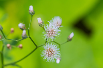 Dandelion with flying seeds on green nature