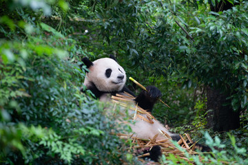 giant panda enjoying bamboo in china