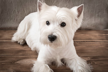 The West highland white Terrier is lying on the floor.