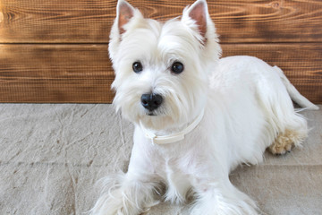 The West highland white Terrier is lying on the floor.
