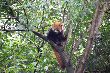 red panda in trees in sichuan china