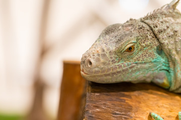 Fototapeta premium Close up of iguana show eyes and face detail