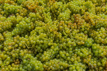 background of wine grapes
