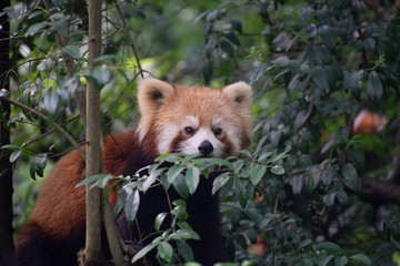 red panda in trees in sichuan china