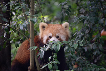 Fototapeta premium red panda in trees in sichuan china