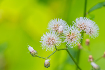 Dandelion with flying seeds on green nature