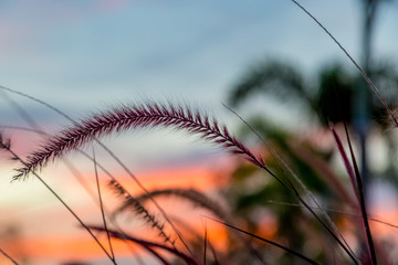 Dry grass with soft focus in golden sunset ligh with nature bokeh