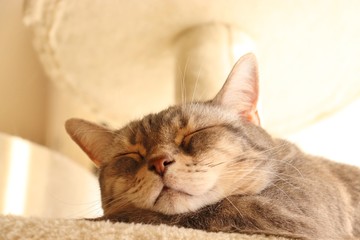 癒し寝顔の猫アメリカンショートヘアHealing sleeping face American shorthair.