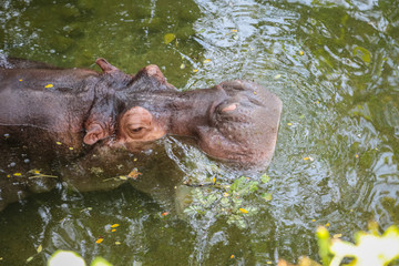 Fototapeta premium Hippopotamus floating on the water nature background