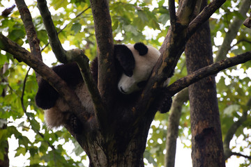 giant panda sleeping in the trees