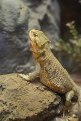 Desert lizard stand looking around and show face