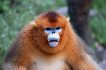 golden snub nosed monkeys in qinling mountains shaanxi