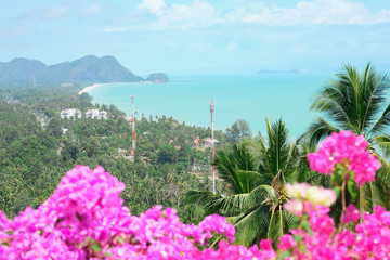 Pink bougainvillea flower Bright bloom in the sun,Selective focus