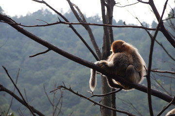 golden snub nosed monkeys resting in a tree