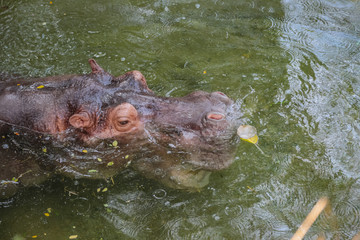 Hippopotamus floating on the water