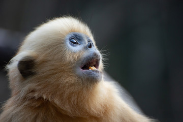 young golden snub nosed monkey sichuan china