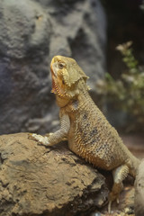 Desert lizard stand looking around and show face