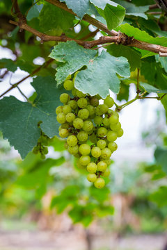 Fresh green grapes on the tree
