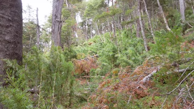 Wild patagonian forest near Villa la Angostura, Neuquen province, Argentina.