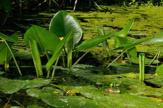 Green frogs on yellow flowered pond lily leaves floating on the water of a pond