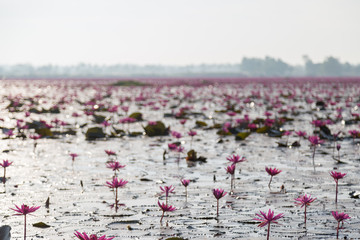 Pink water lily with purple flowers bloom on lake