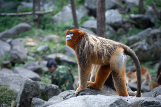 male golden snub nosed monke