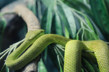 White-Lipped Pit Viper