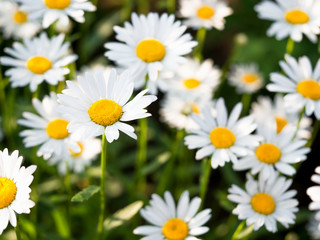 Fototapeta premium Beautiful white daisy flowers in sunny day