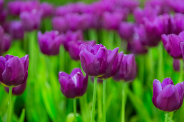 Obraz na płótnie Canvas Violet Tulip flowers selective focus with green background