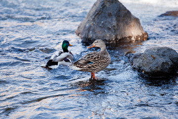 Wild duck standing in water rocky river stream with partner swimming behind