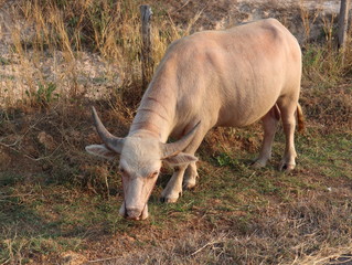 Obraz premium Albino buffalo stands in the middle of the rice field.