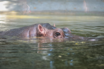 Obraz premium Hippopotamus floating on the water