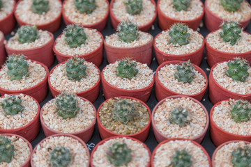 Row of mini variety type cactus plant in the pot