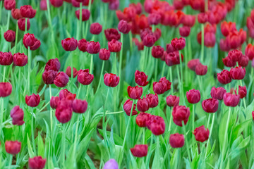 Tulip flowers selective focus with green background