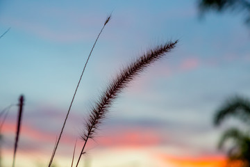 Dry grass with soft focus in golden sunset ligh with nature bokeh