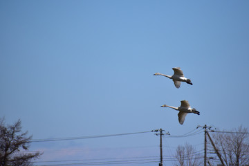 民家の近くを飛ぶ白鳥