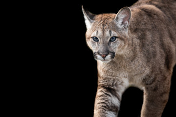 Fototapeta premium Cougar with a black background