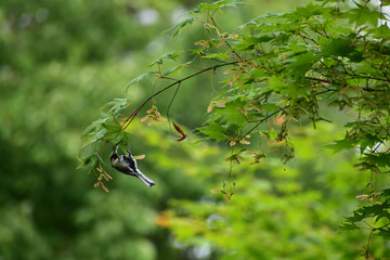 モミジの木で虫を探すシジュウカラ